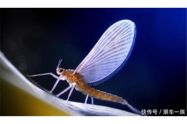 浮游的蜉蝣