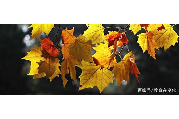 秋天的树叶像什么