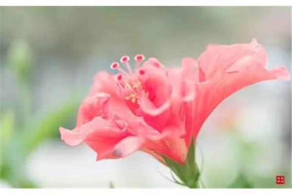 花开红树乱莺啼
