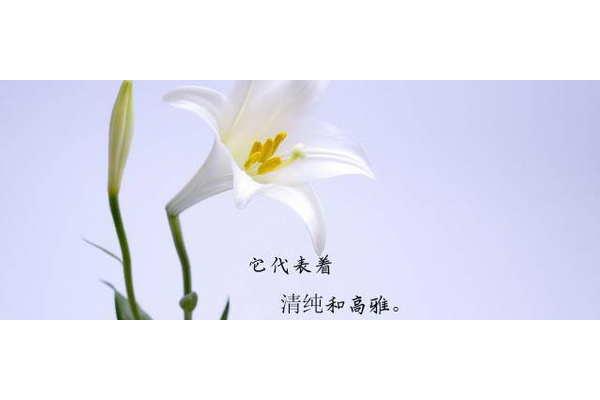 百合花花语