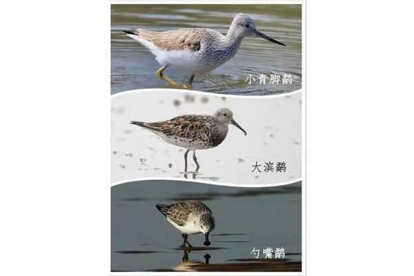 水鸟是什么鸟
