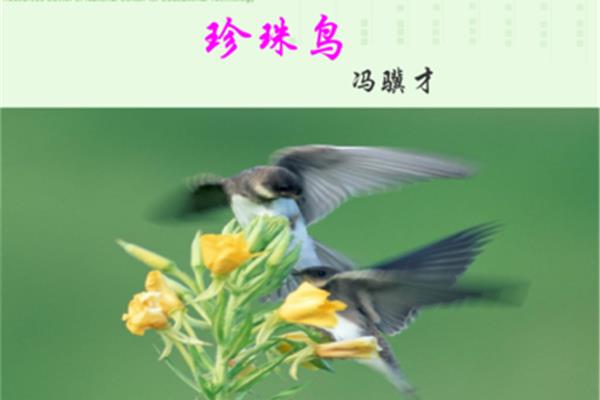 与鸟有关的诗句