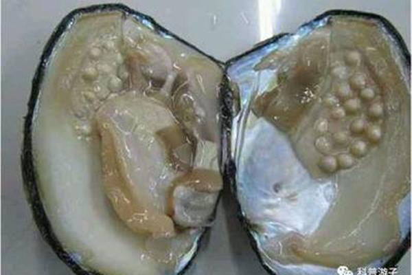什么样的海螺