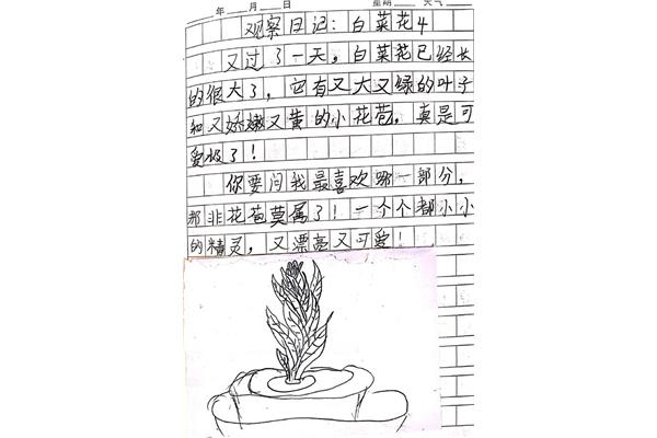 观察日记怎么写