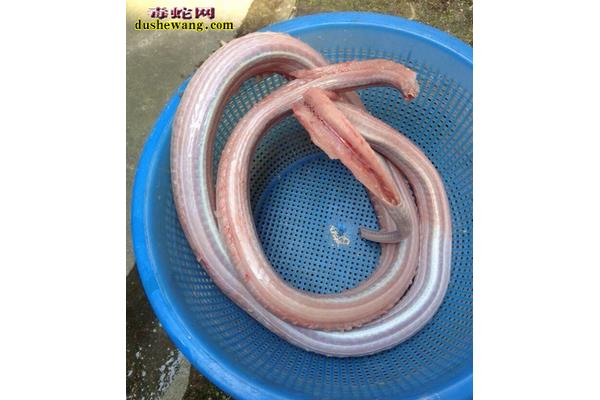蛇怎么做好吃