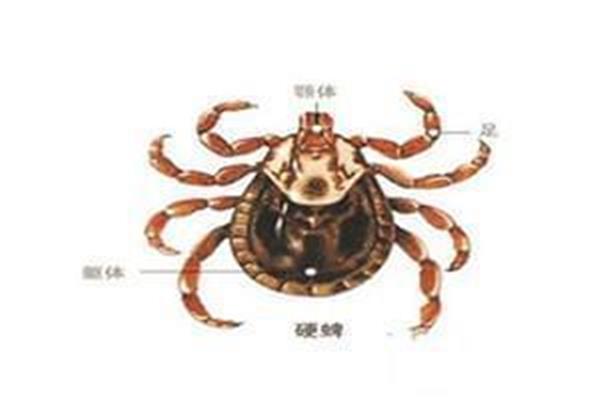 蜱虫怎么预防