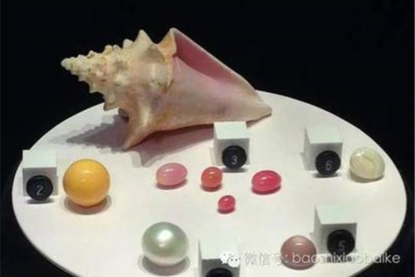 什么样的海螺