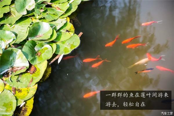 带植物的诗句