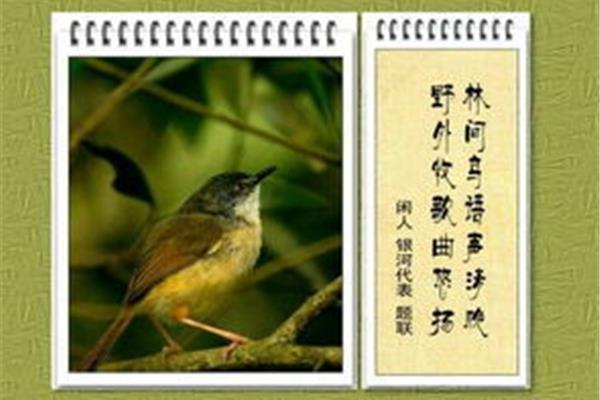 与鸟有关的诗句