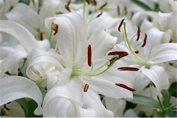 百合花花语
