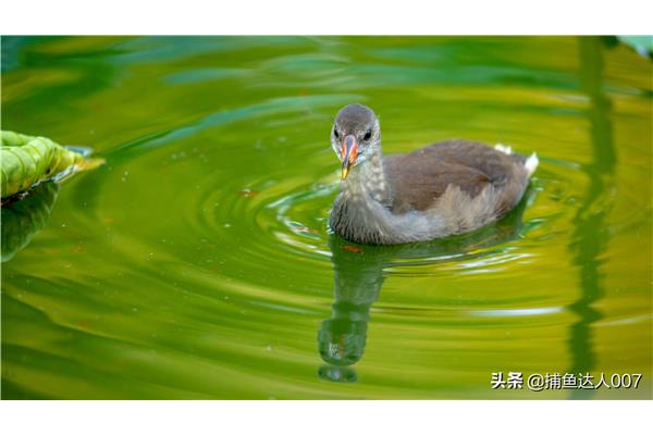 水鸟是什么鸟