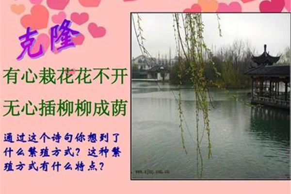 有柳的诗句