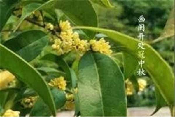 与桂花有关的诗句