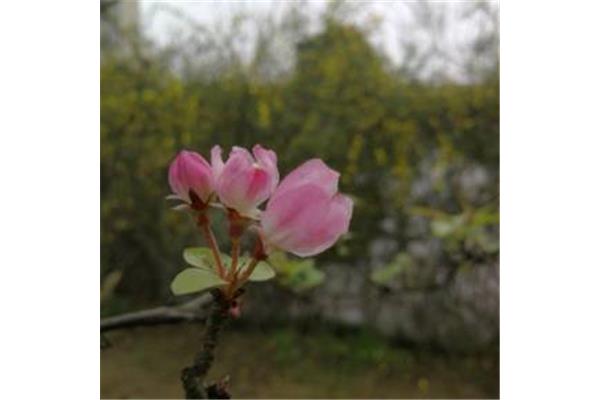 古诗《易水歌》