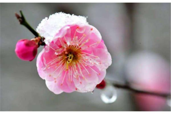 赞美雪的优美句子
