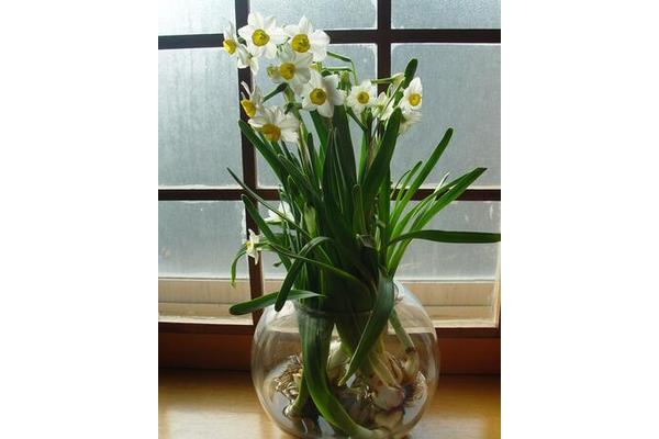 水仙花水培
