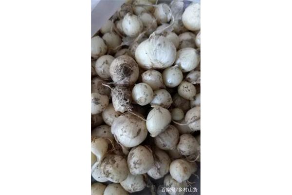 小蒜的功效与作用