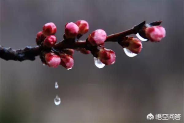 一什么春雨