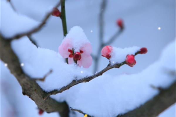 赞美雪的优美句子