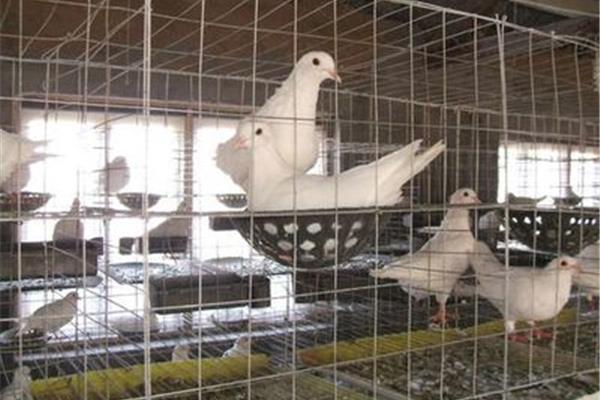 肉鸽养殖技术