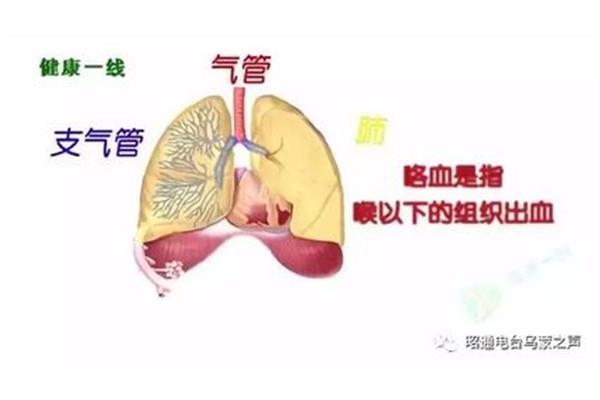 支气管炎鉴别诊断