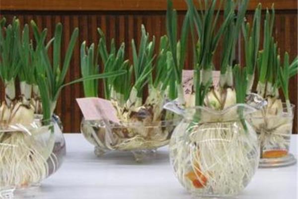 水仙花水培