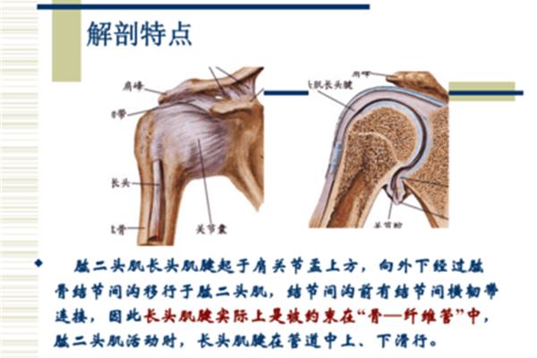 肱二头肌在哪
