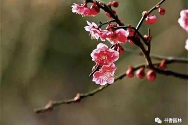 梅花托物言志