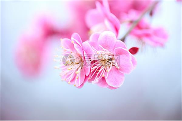 花开的春天