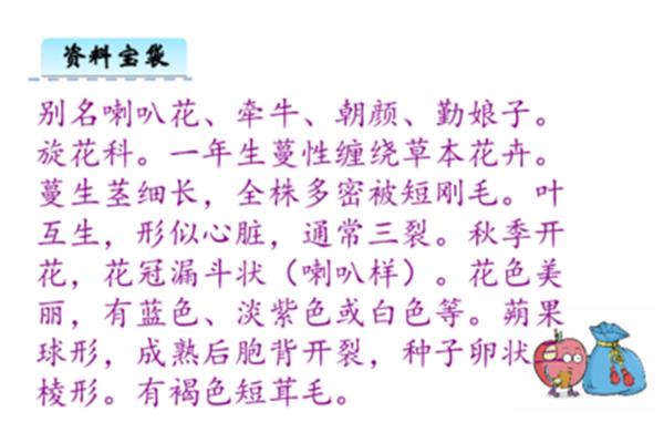 牵牛花的作文
