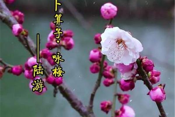 梅花托物言志