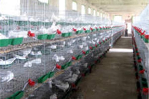 肉鸽养殖技术