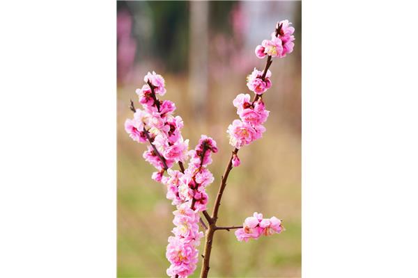 花开的春天