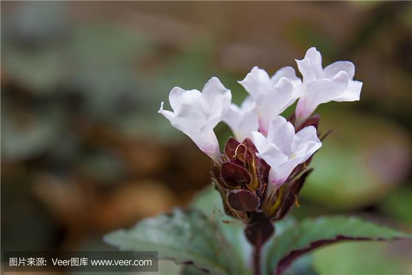 白雪公主花有毒吗