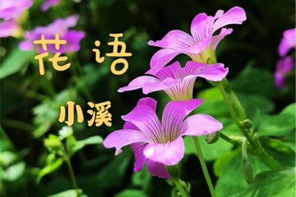 《花语大全》