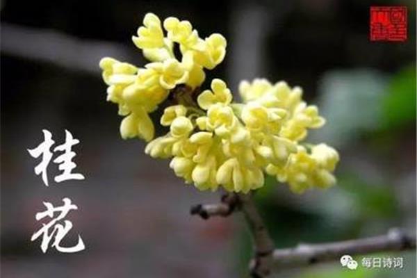 与桂花有关的诗句