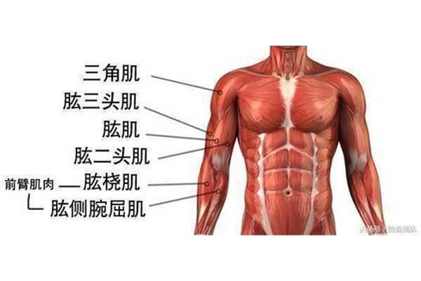 肱二头肌在哪