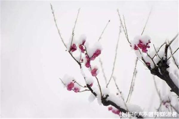 雪梅的古诗