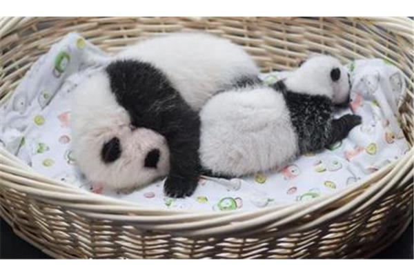熊猫是杂食动物吗