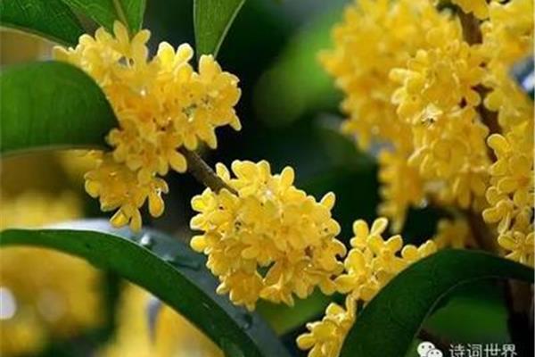与桂花有关的诗句