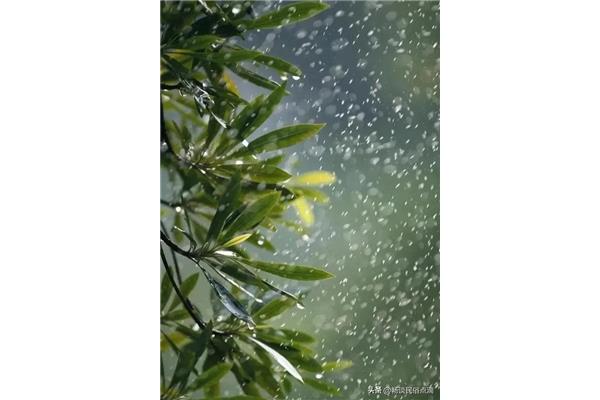 一什么春雨