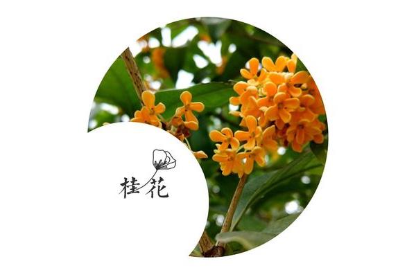 与桂花有关的诗句