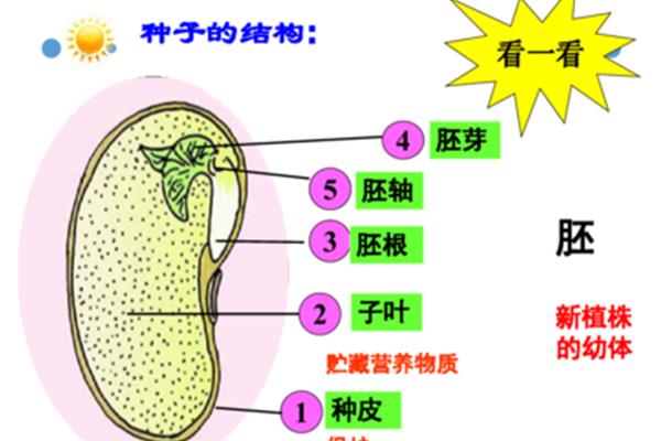 种子的结构示意图