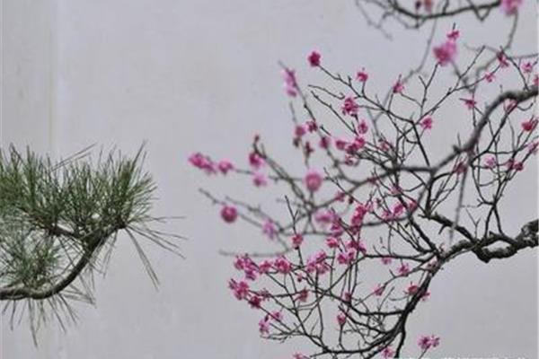 梅花托物言志