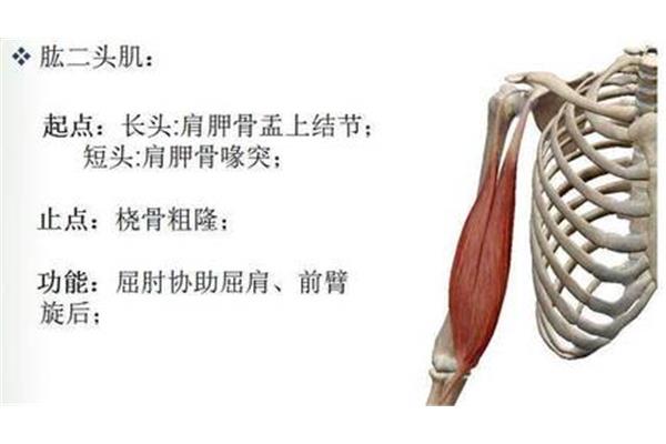 肱二头肌在哪