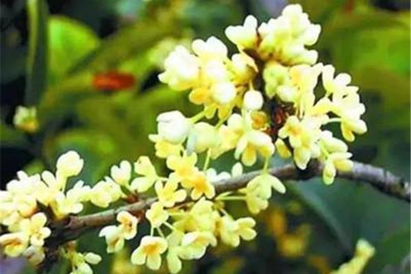 与桂花有关的诗句