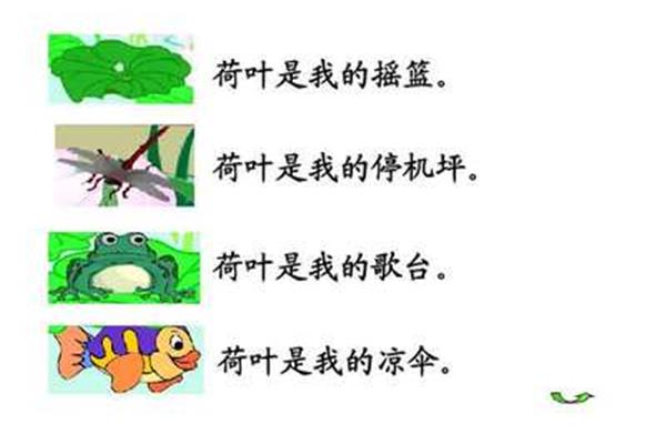 荷叶是我的什么