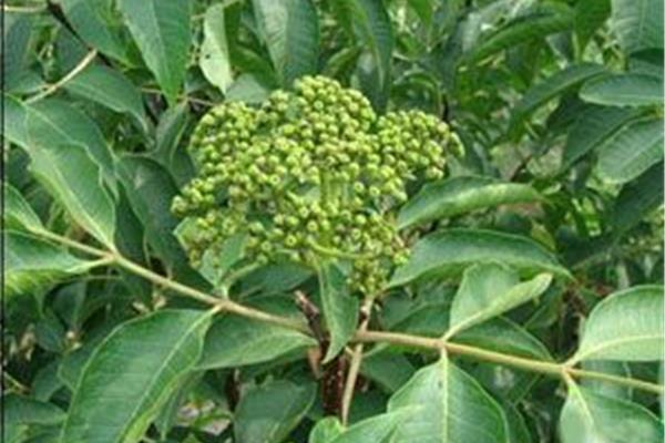 吴茱萸有毒吗