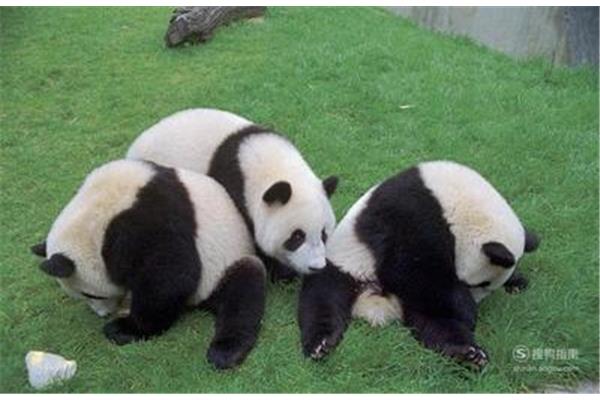 熊猫是杂食动物吗