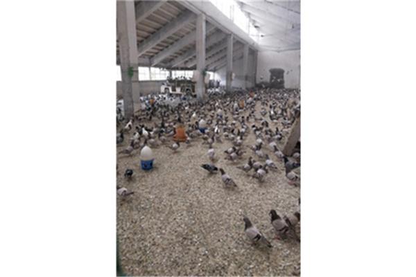 肉鸽养殖技术